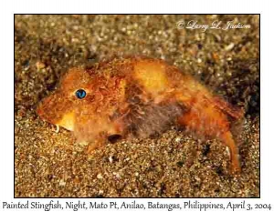 Painted Stingfish @ night