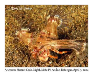 Anemone Hermit Crab @ night