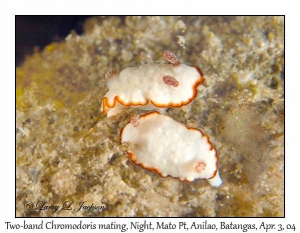 Two-band Chromodoris mating @ night