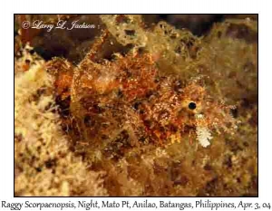 Raggy Scorpionfish @ night