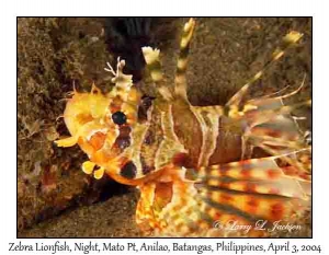 Zebra Lionfish @ night