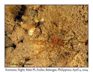 Sea Anemone @ night