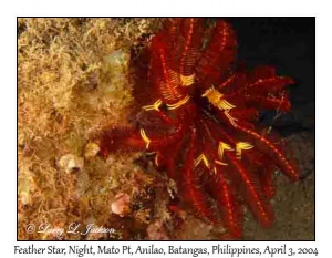 Feather Star @ night