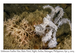 1133#0425 Unknown Feather Star, Mato Pt, Night,, Anilao, Batangas, Philippines, Apr 3, 2004