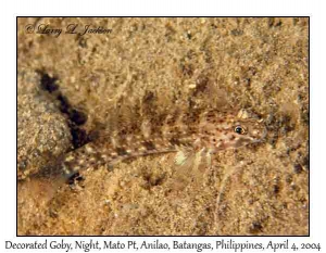 Decorated Goby @ night