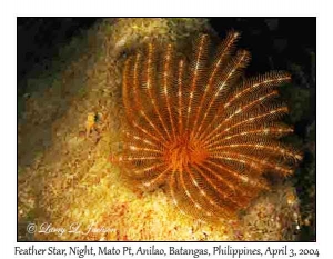 Feather Star @ night