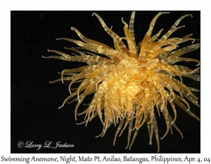 Swimming Anemone @ night