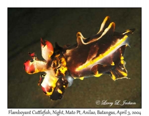 Flamboyant Cuttlefish @ night