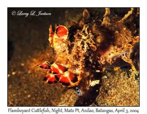 Flamboyant Cuttlefish @ night