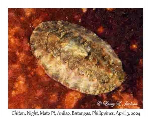 Chiton @ night