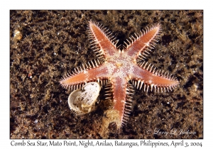 1133#0484 Astropecten andersoni - Comb Sea Star, Mato Pt, Night, Anilao, Batangas, Philippines, Apr 3, 2004