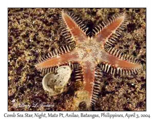 Comb Sea Star @ night