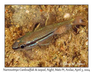 Narrowstripe Cardinalfish & Isopod @ night