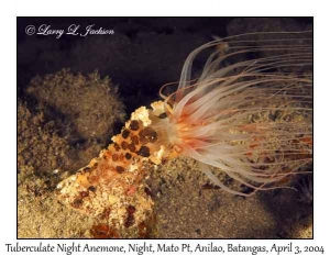 Tuberculate Night Anemone @ night