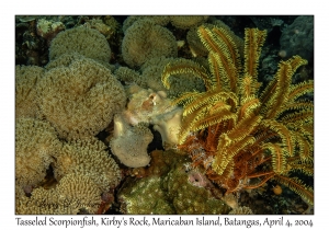 Tasseled Scorpionfish