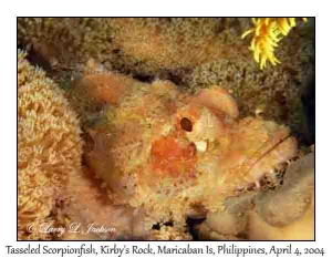 Tasseled Scorpionfish