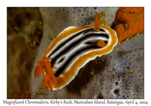 Magnificent Chromodoris
