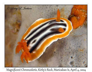 Magnificent Chromodoris