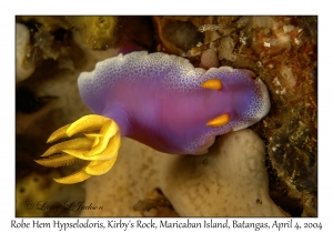 Robe Hem Hypselodoris