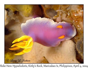 Robe Hem Hypselodoris