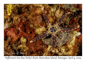 Heffernan's Sea Star