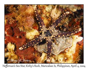 Heffernan's Sea Star