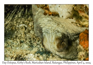 Day Octopus