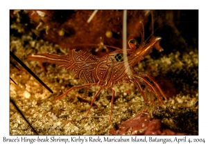 1134#0026 Rhynchocinetes brucei - Bruce's Hinge-beak Shrimp, Kirby's Rock, Maricaban Is, Batangas, Philippines, Apr 4, 2004