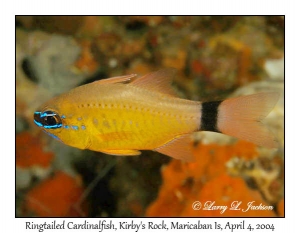 Ringtailed Cardinalfish