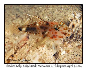 Blotched Goby