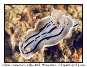 Willan's Chromodoris