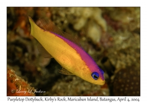 1134#0049 Pictichromis diadema - Purpletop Dottyback, Kirby's Rock, Maricaban Is, Batangas, Philippines, Apr 4, 2004