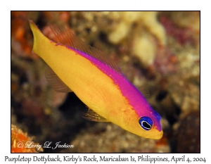 Purpletop Dottyback