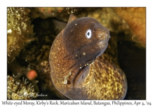 1134#0062 Gymnothorax thyrsoideus - White-eyed Moray, Kirby's Rock, Maricaban Is, Batangas, Philippines, Apr 4, 2004