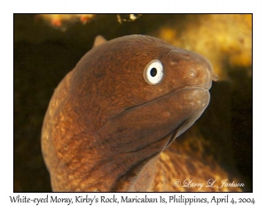 White-eyed Moray