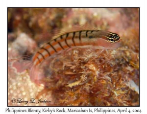 Philippines Blenny