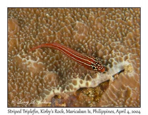 Striped Triplefin