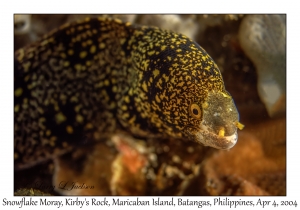 1134#0090 Echidna nebulosa - Snowflake Moray, Kirby's Rock, Maricaban Is, Batangas, Philippines, Apr 4, 2004