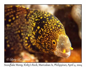 Snowflake Moray