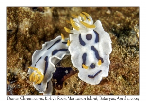 1134#0095 Chromodoris dianae - Diana's Chromodoris, Kirby's Rock, Maricaban Is, Batangas, Philippines, Apr 4, 2004