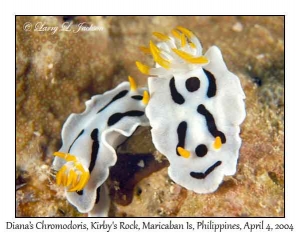 Diana's Chromodoris