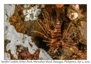 1134#0096 Pterois antennata - Spotfin Lionfish, Kirby's Rock, Maricaban Is, Batangas, Philippines, Apr 4, 2004