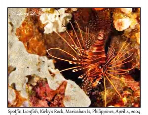 Spotfin Lionfish