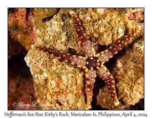 Heffernan's Sea Star