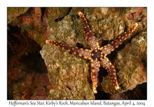 1134#0104 Celerina heffernani - Heffernan's Sea Star, Kirby's Rock, Maricaban Is, Batangas, Philippines, Apr 4, 2004