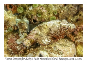 1134#0107 Scorpaenopsis macrochir - Flasher Scorpionfish, Kirby's Rock, Maricaban Is, Batangas, Philippines, Apr 4, 2004