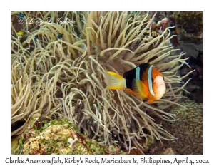 Clark's Anemonefish in Leathery Sea Anemone