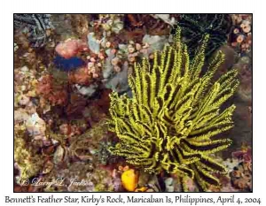 Bennett's Feather Star