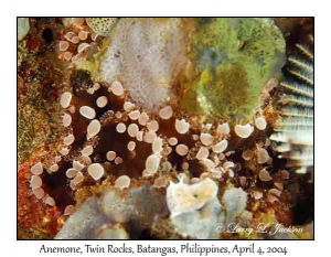 Sea Anemones