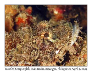 Tasseled Scorpionfish